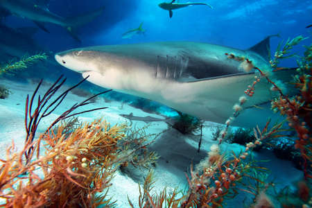 Caribbean reef sharkの写真素材