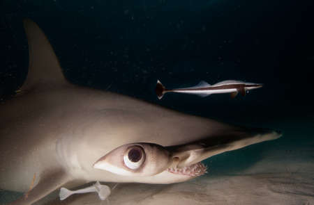 Great hammerhead Up Closeの写真素材