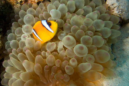 Clownfishの写真素材
