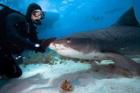 Diver interacting with a tiger sharkの写真素材