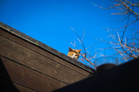 Cat on the wallの写真素材