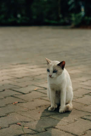 Just a little catの写真素材