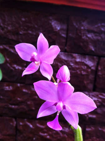 Violet orcid