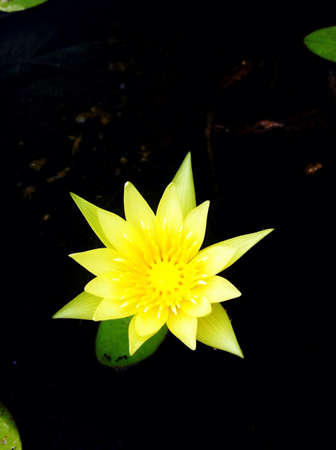 Yellow lotusの素材