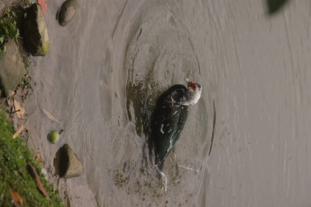 A duck swims in a pond in the middle of the park.
