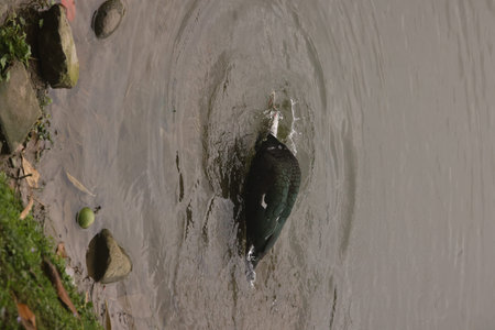 A closeup shot of a black duck swimming in a river