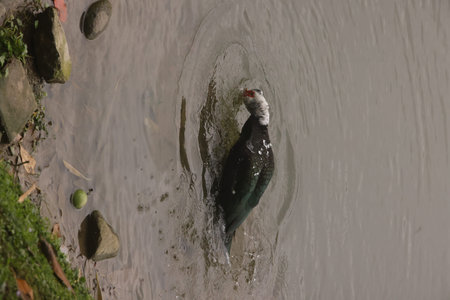 The white-necked stork (Anser caeruleus) is a species of stork.