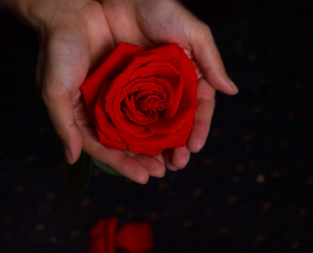 red rose in hand on a dark backgroundの写真素材