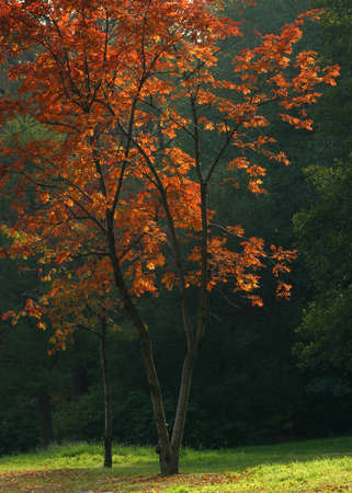 Tree with red leaves