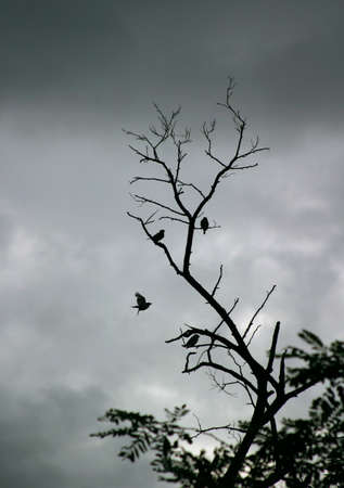 Illustration to magazine about natureの写真素材