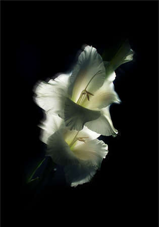 Two white flowers on a black backgroundの写真素材