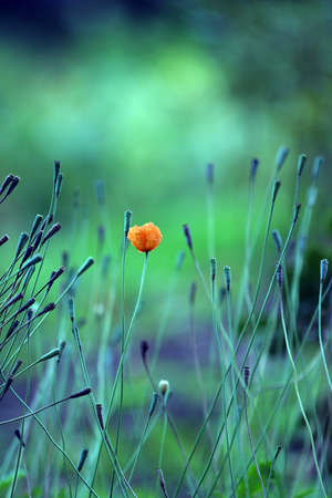 The image of a field with flowersの写真素材