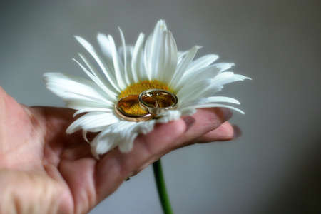 Two wedding rings in the centre of a camomileの写真素材