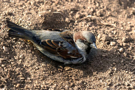 The sparrow bathes in a dustの写真素材