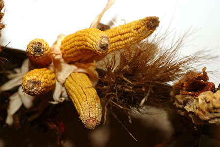 Five ears of corn on a wallの写真素材