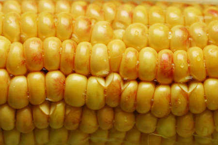 Corn close-up