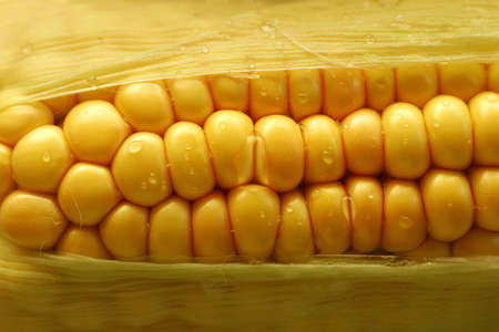 Corn close-upの写真素材