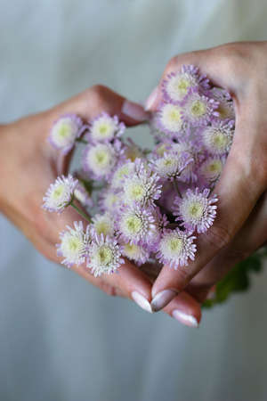 Hands combined by the heart, filled with small chrysanthemumsの写真素材