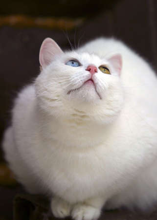 Illustration to magazine about animals. cat with different eyesの写真素材