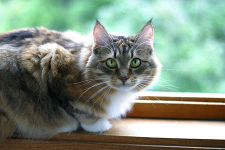 Cat on a balcony on a background greenの写真素材