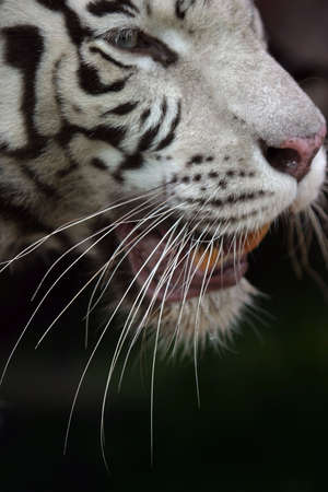 Illustration to magazine about animals.の写真素材