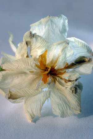 Close-up of a withering narcissus on a blue backgroundの写真素材