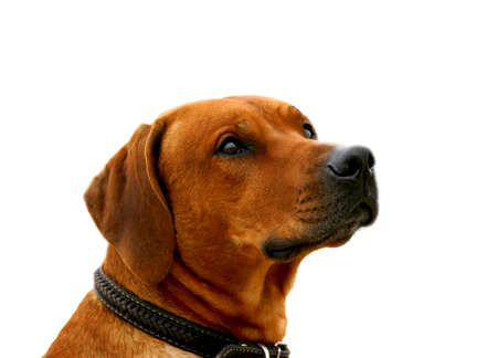 Illustration to magazine about animals. Close-up portrait of a ridgebackの写真素材