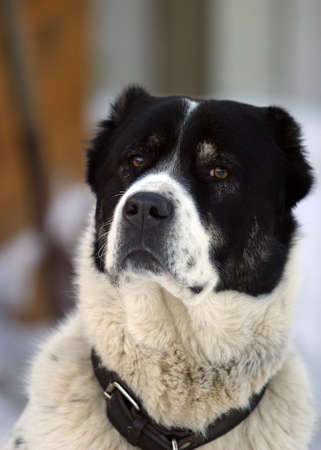 Illustration to magazine about animals. Close-up portrait of a ralabayの写真素材