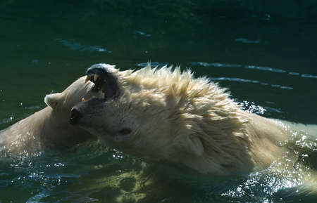 Illustration for magazine about animalsの写真素材