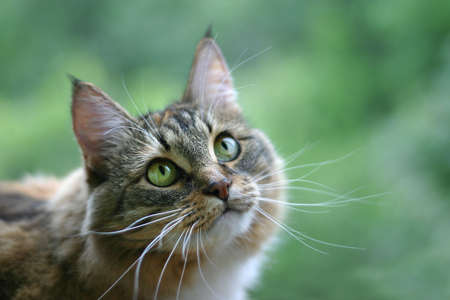 Cat with green eyes on a green background