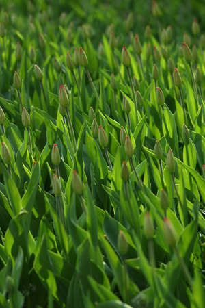 Many little tulipsの写真素材