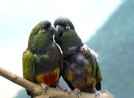 Illustration to magazine about birds. Two parrots on a branchの写真素材