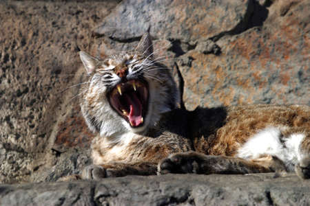 The image of a wild cat with an open mouthの写真素材