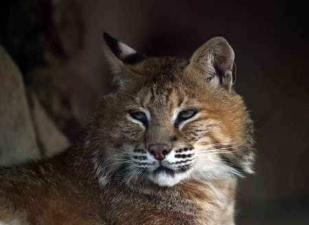 Illustration to magazine about animals. Close-up portrait of a Wild catの写真素材