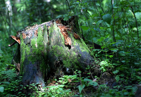 Stump covered by the sunの写真素材