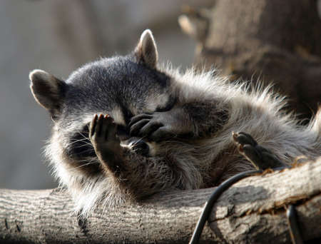 Illustration to magazine about animals. The raccoon hides a muzzleの写真素材