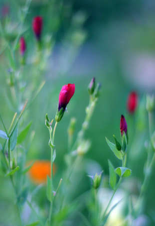 Red flower in focus, the rest is dimの写真素材