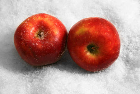 Two big red apples close-up in snowの写真素材