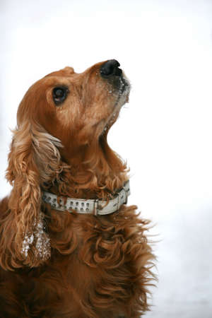 English coker-spaniel coated by snowの写真素材