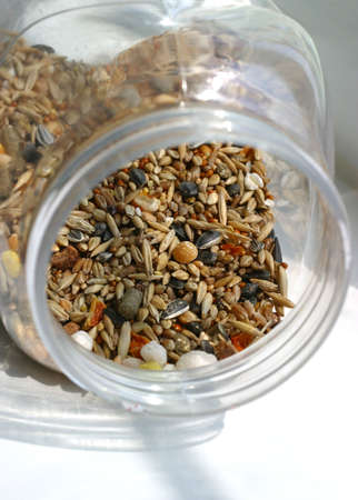 Transparent bank with a forage for hamsters and miceの写真素材