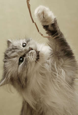 The kitten plays, the paw is liftedの写真素材