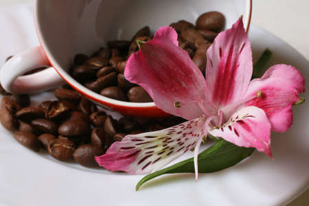 Grains of coffee in a white bowl. Macro-ringの写真素材