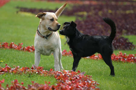 Black not purebred dog and labrador walk in parkの写真素材