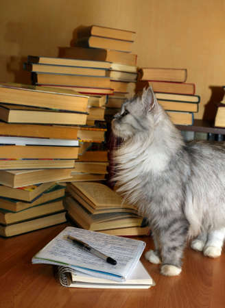 Heap of books and a grey catの写真素材