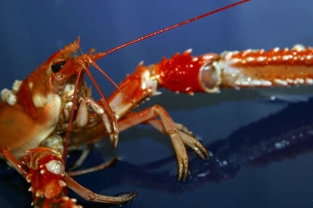 A southern delight foodの写真素材