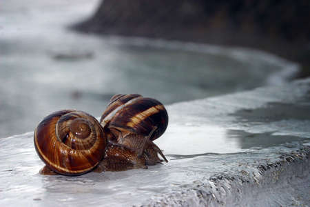 Two snailsの写真素材