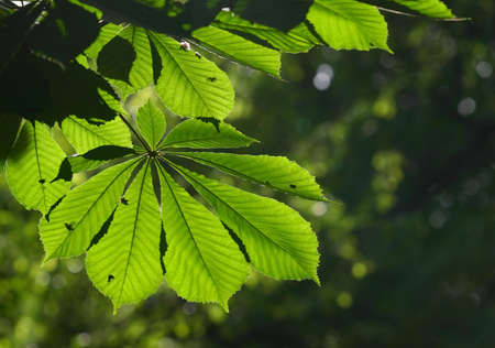 Leaves of a chestnut covered by the sunの写真素材