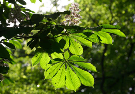 Leaves of a chestnut covered by the sunの写真素材