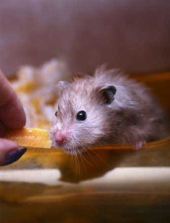 Feeding of a hamster by cheeseの写真素材