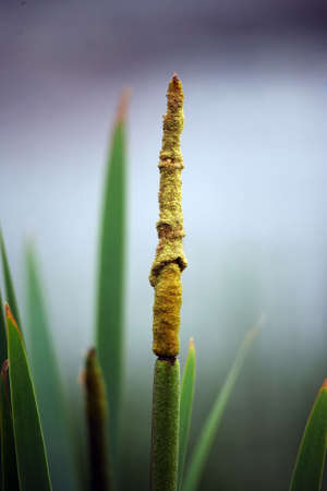 Flowering of a cane on a dim backgroundの写真素材